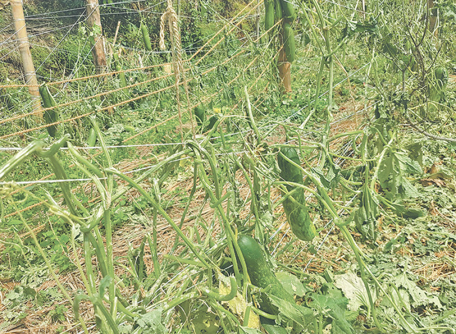 Hailstorm destroys veggie worth Rs48m