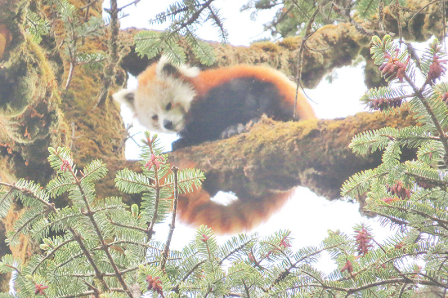 Endangered red pandas found in Tehrathum