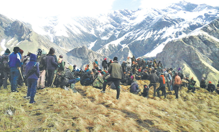 Temporary ban on yarsagumba harvest