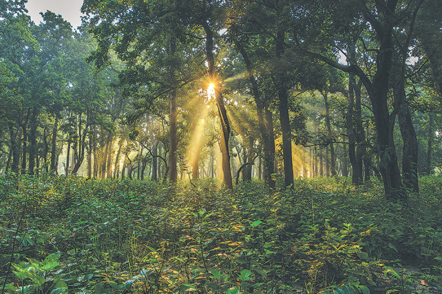 Forests for life