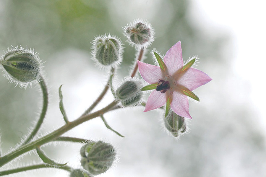 Fragrant arbour
