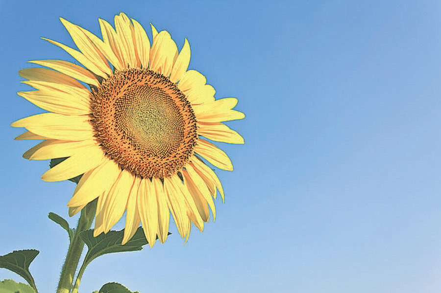 Tapping solar energy
