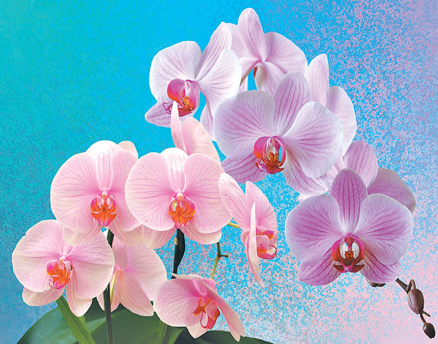 Rooting for the orchids