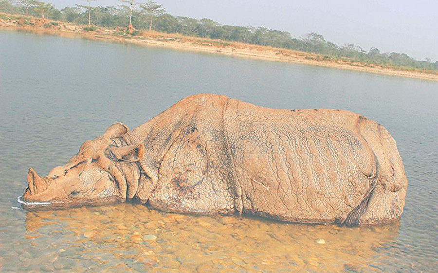 Panel to study mystery deaths of rhinos
