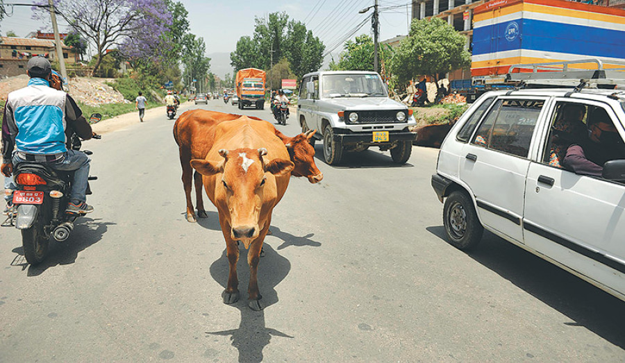 KMC vows to clear stray animals from city roads