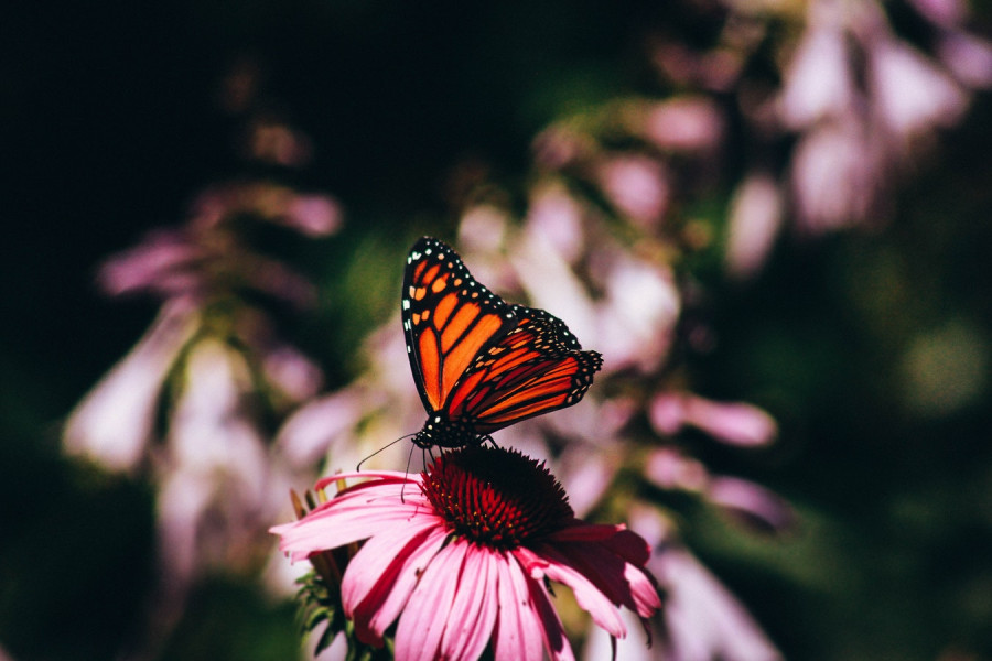 Chasing butterflies