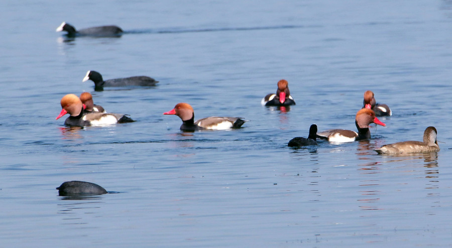 Authorities plan 60-foot Buddha’s edifice in the middle of Jagadishpur Lake without permission and environment impact assessment
