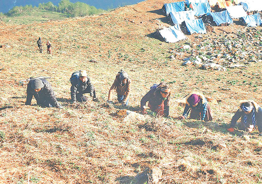 Saipal collects Rs2m in fees from yarsa pickers