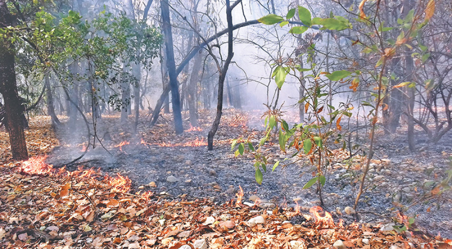 Wildfires spread into Parsa National Park
