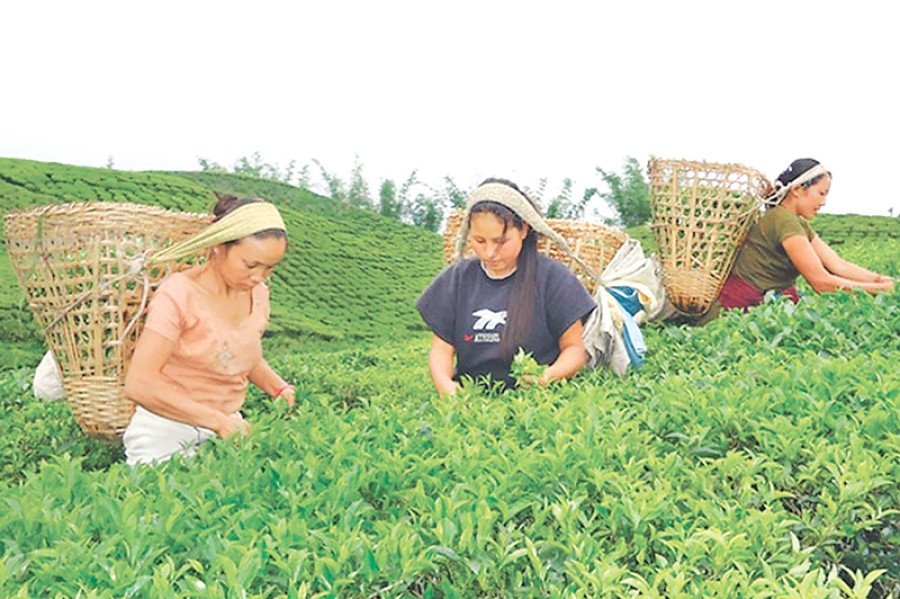Long winter drought hits Ilam’s tea crops