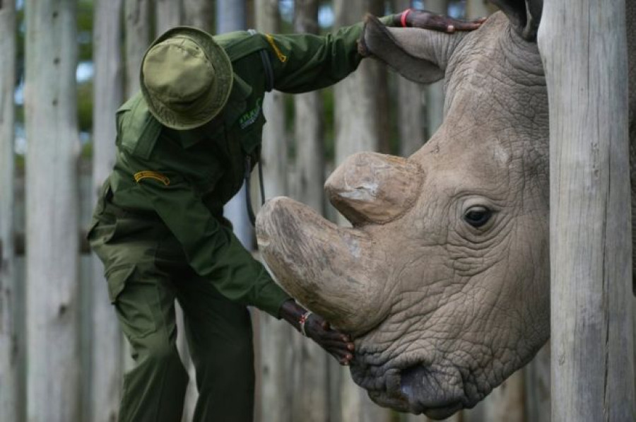 World's last surviving male northern white rhino dies