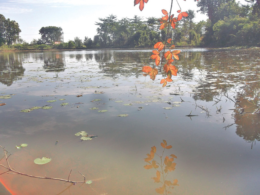 Local govts to save wetlands