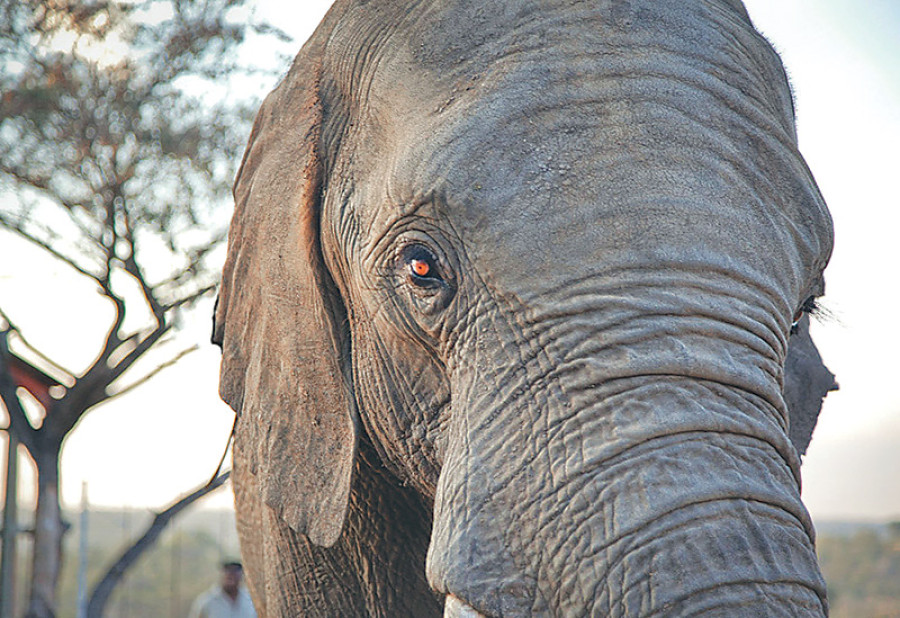 Lung disease rate declines in Tarai elephants
