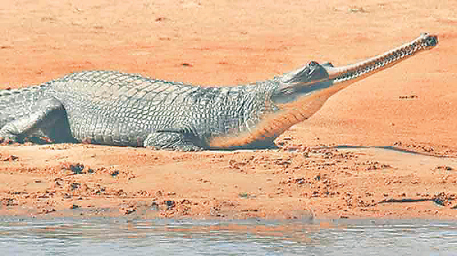 CNP takes fish off menu to increase gharial population