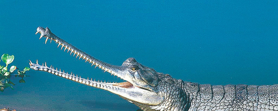 Gharial monitoring begins in Chitwan Park