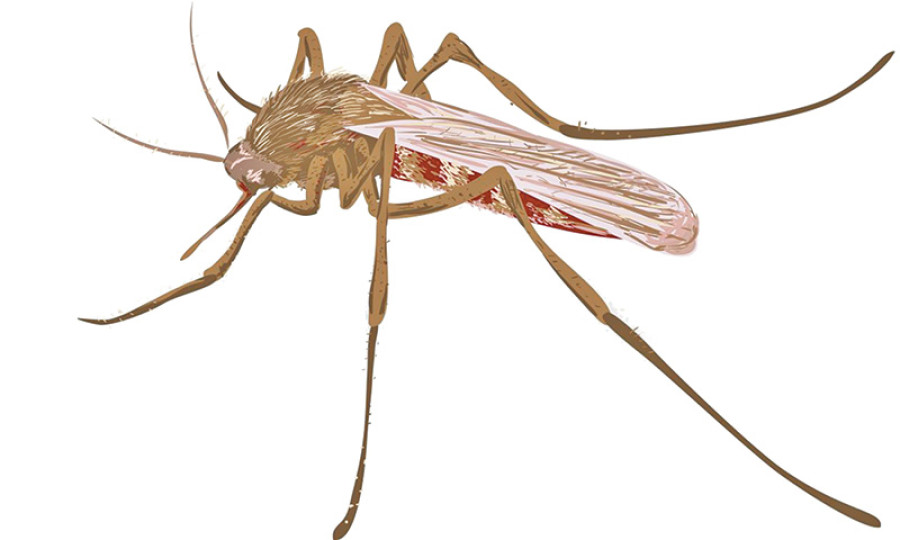 21 patients of malaria found in Nawalparasi