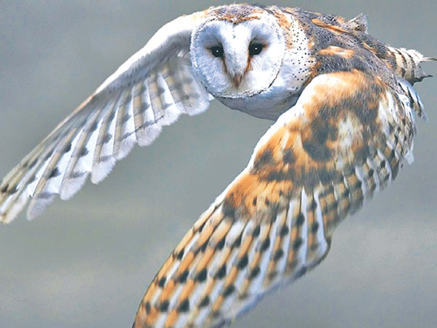 Dolakha hosts national festival dedicated to conservation of owls