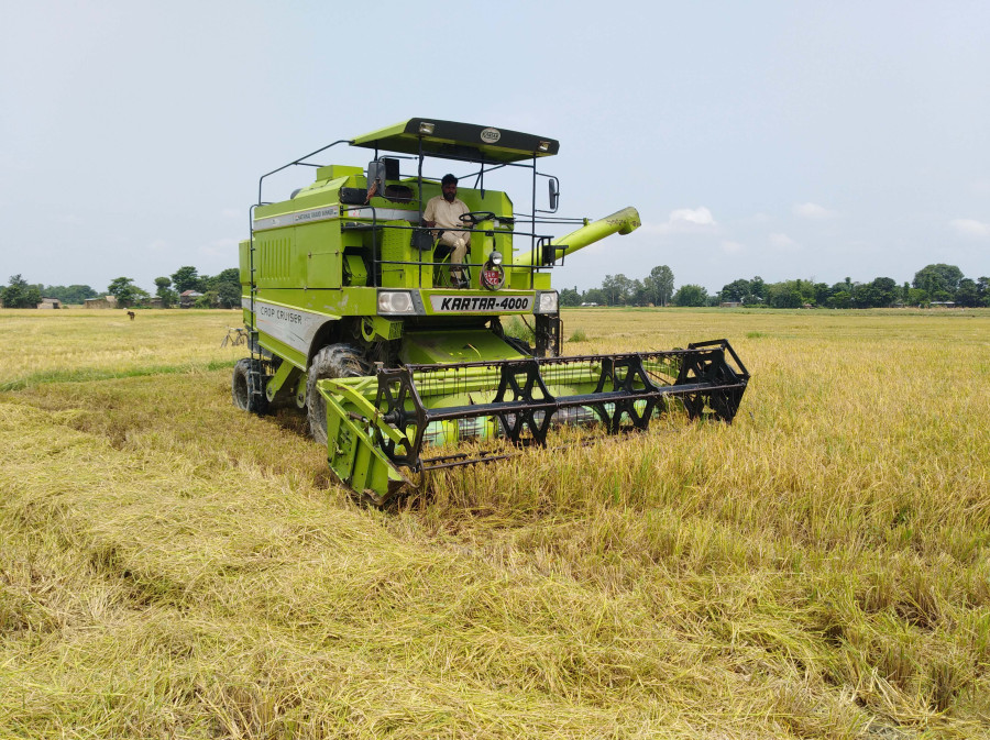 Nepal expected to harvest record 5.6m tonnes paddy