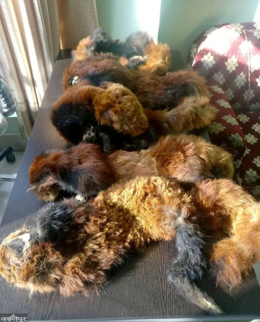 Two held with red panda hides in Kathmandu