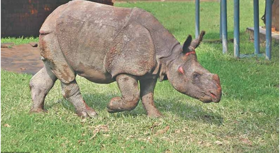 India refuses to repatriate flood-displaced three rhinos to Nepal