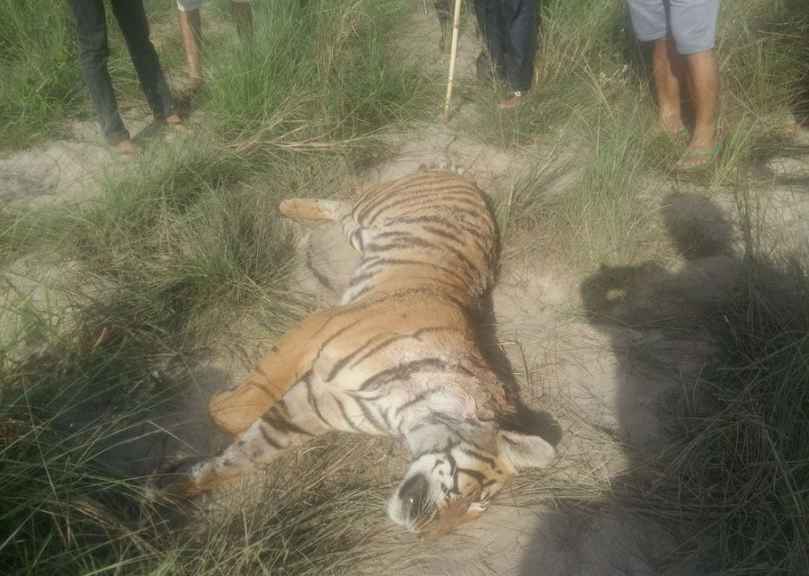 Another tiger found dead in Chitwan