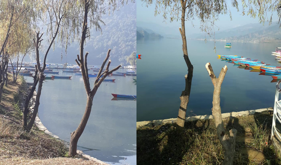 Nepal Literature Festival organiser fined for trimming tree branches