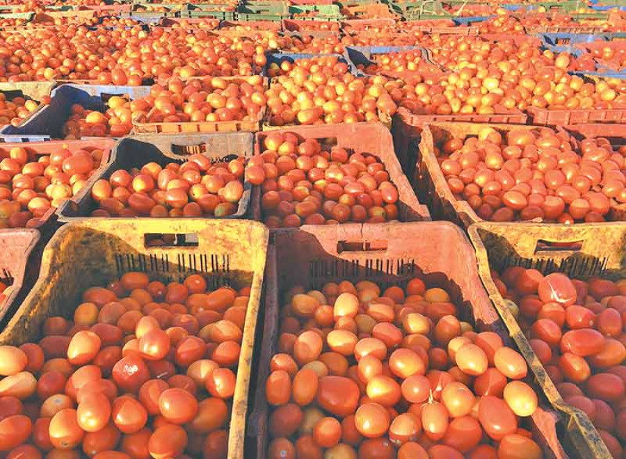 Tomato farmers taking home upto Rs1m daily