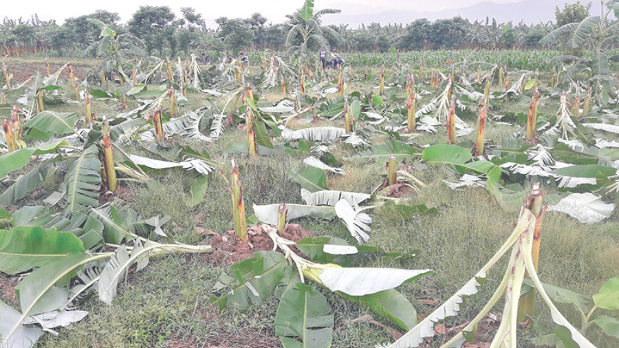 Unknown group cuts down 3,100 banana trees