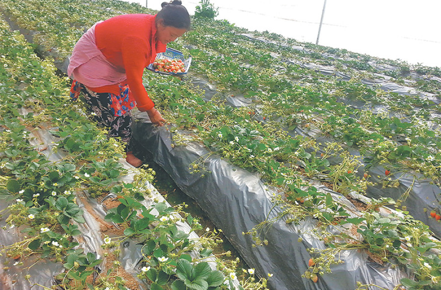 Nuwakot farmers happy growing strawberries