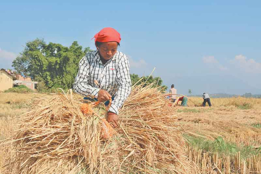 Grain production to be doubled to 20 million tonnes in next five years