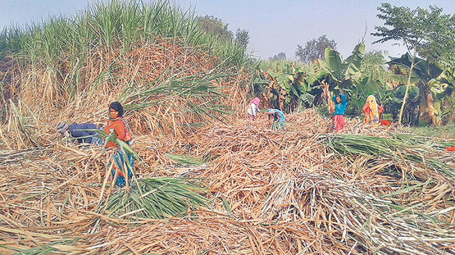 Sugar mill defies govt order to pay farmers