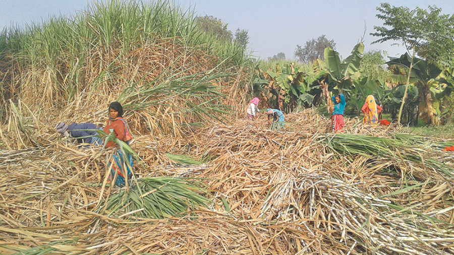 Sugarcane farming loses steam due to price uncertainty