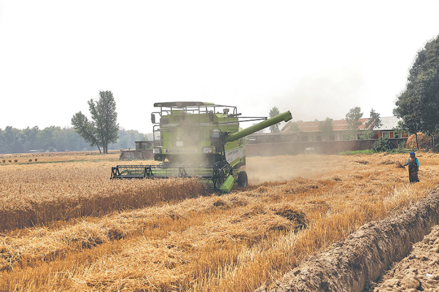 Wheat harvest: Output set to hit 3-yr high