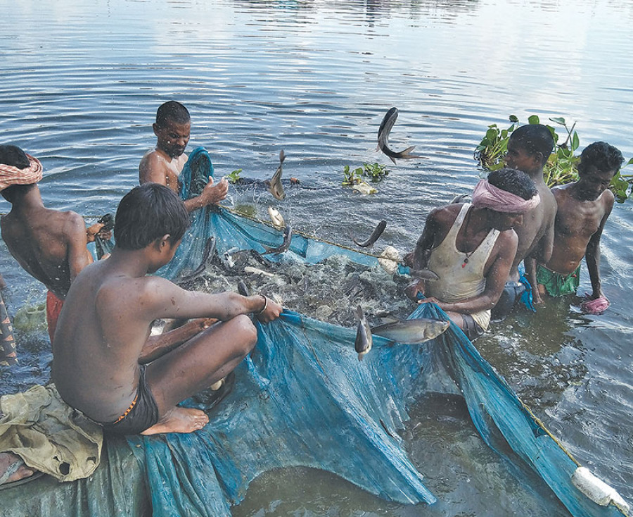 60 hectares of land turns into fish ponds