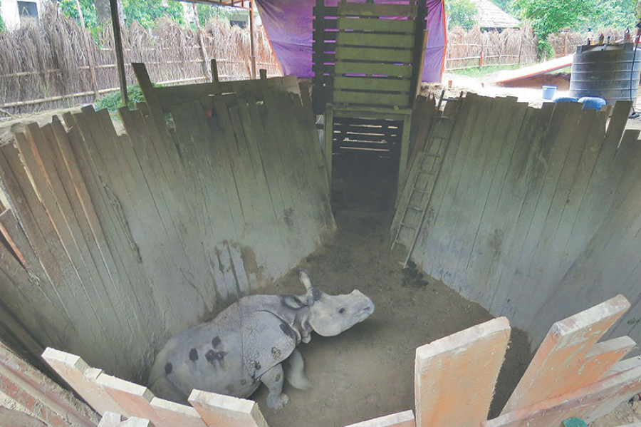 Gifted rhino pair set out for China from Chitwan
