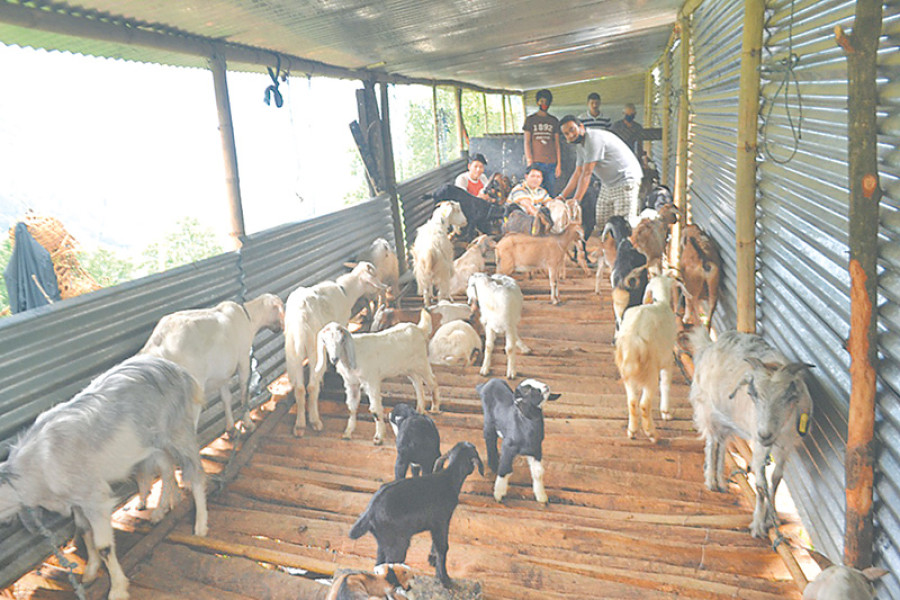 Local goat-farming investments surge