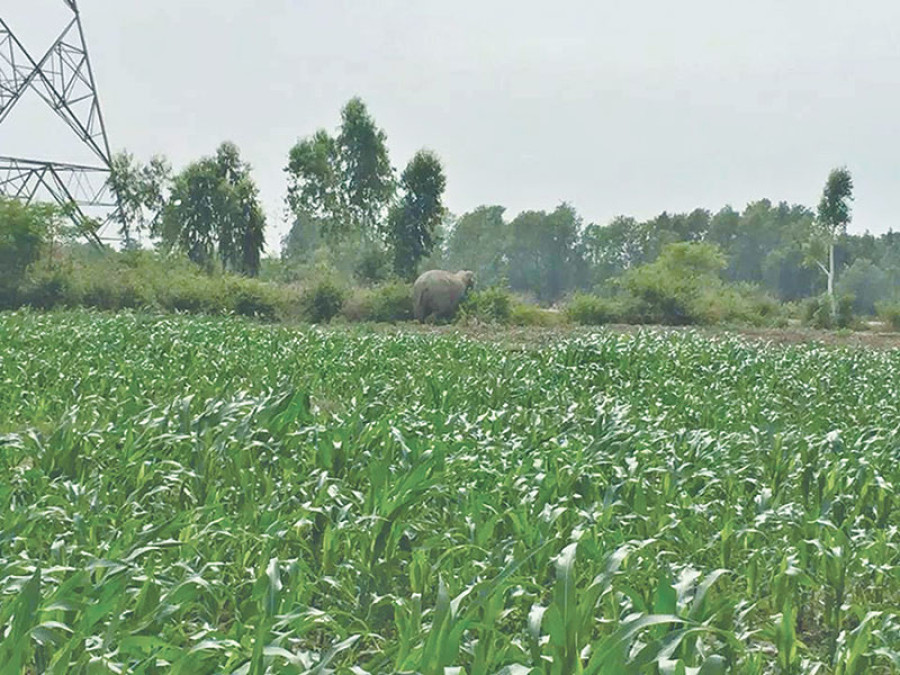 Three wild elephants wreak havoc in Dhanusha villages