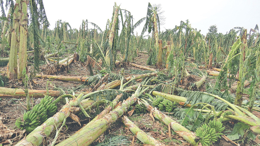 Hailstorm leaves thousands of bunches on the ground