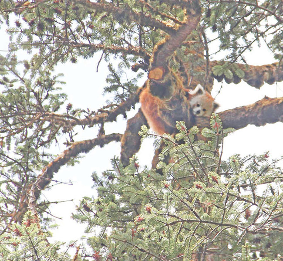 Park clamps curfew for red panda to deliver in peace