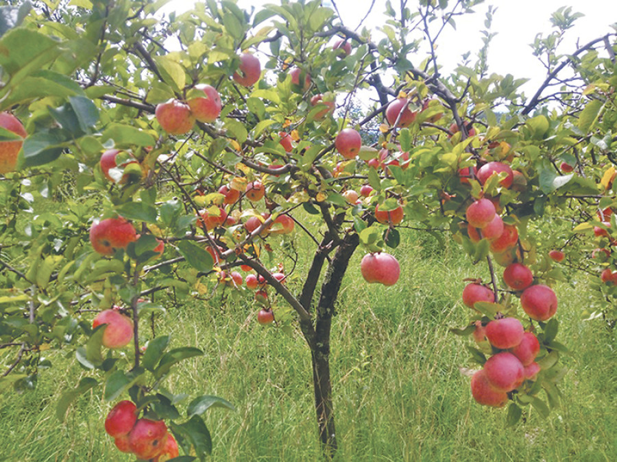 Local government imposes Rs 50 per kg ‘export tax’ on apples