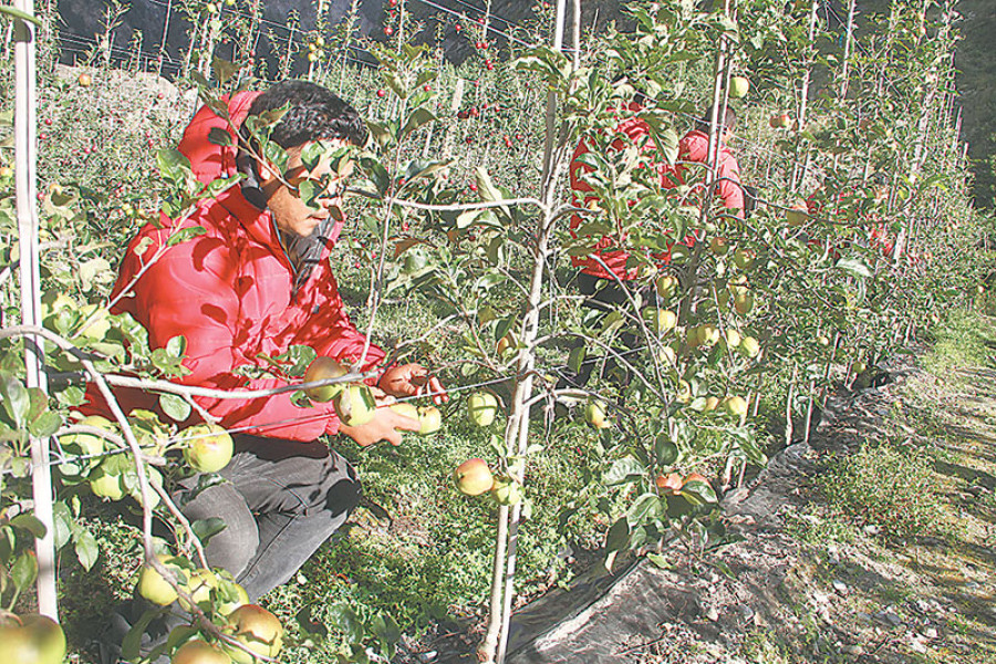 Road to Karnali: Apple growers going commercial