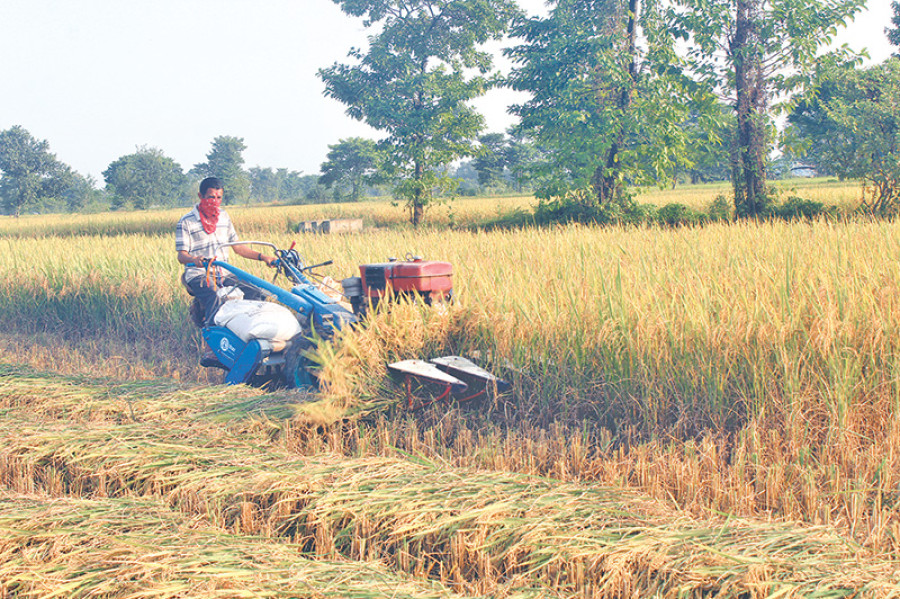 Nepal poised to harvest largest ever paddy crop