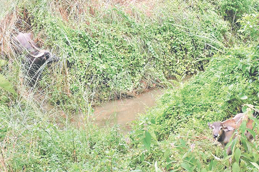 Chitwan Park welcomes second water buffalo calf