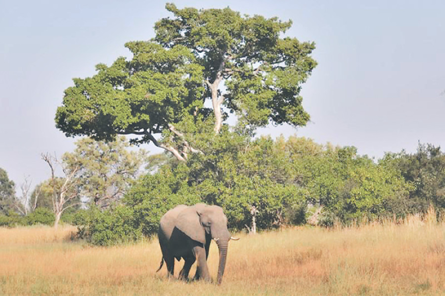 On pachyderms