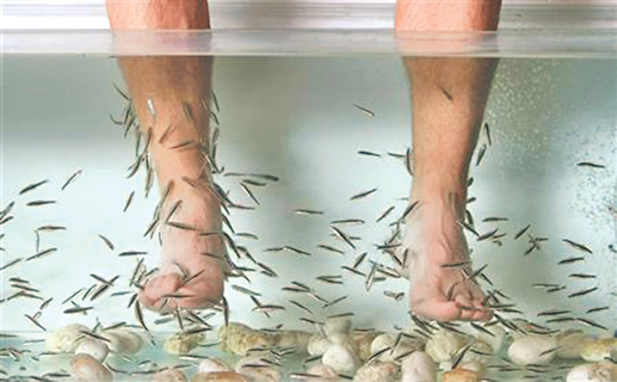 Nibbling fishes