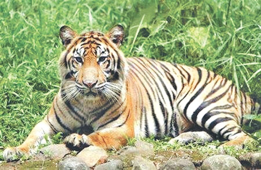 News from the jungle