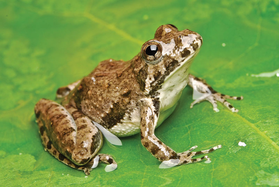 Save the frogs