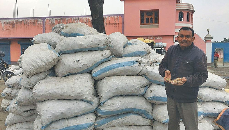 Ginger farmers breathe sigh of relief after India lifts ban