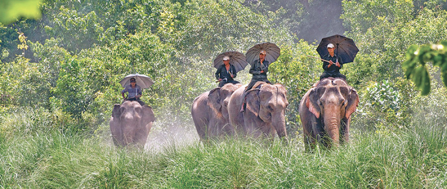 Tiger sightseeing a big draw for Bardia Nat’l Park
