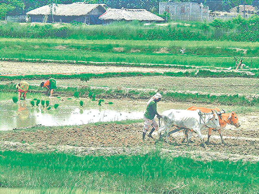 Bhojpur farmers vexed by falling productivity